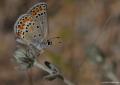 Plebejus carmon (Doğulu Esmergöz)